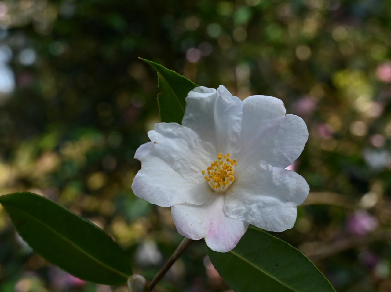 C. 'Cornish Snow'